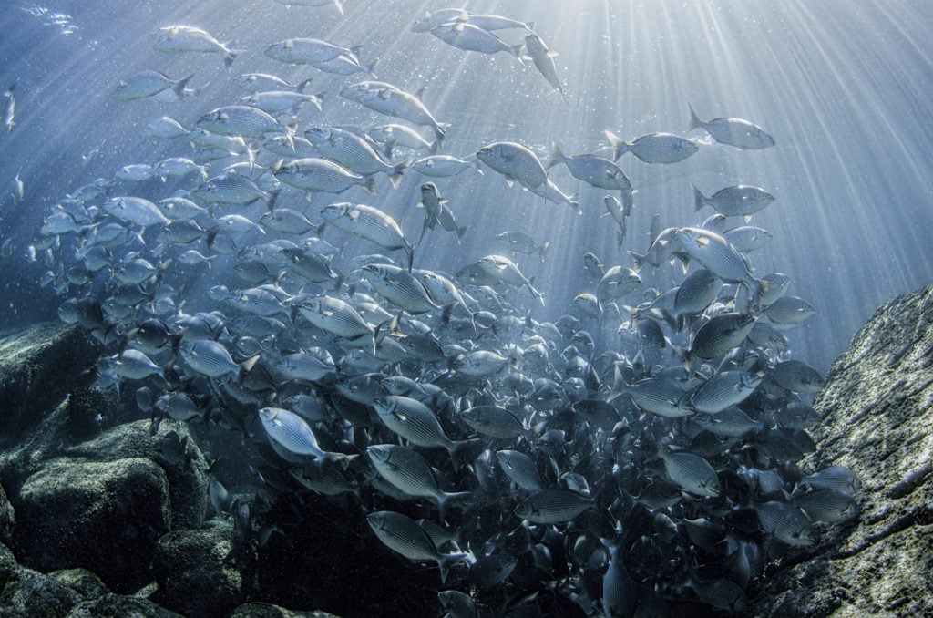 A Aquicultura na proteção dos oceanos
