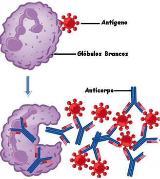 anticorpo