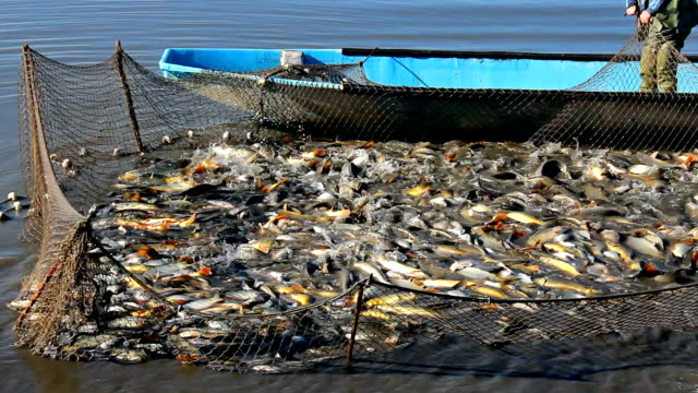 Aquicultura como alternativa para substituir a pesca extrativa
