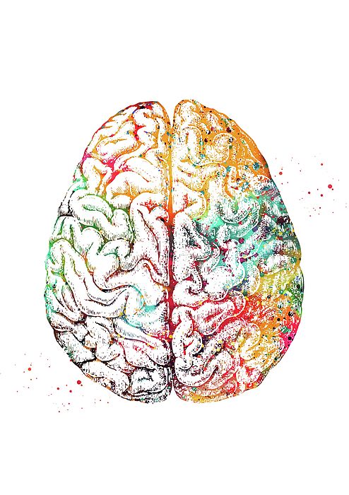 Cérebro r mapas mentais