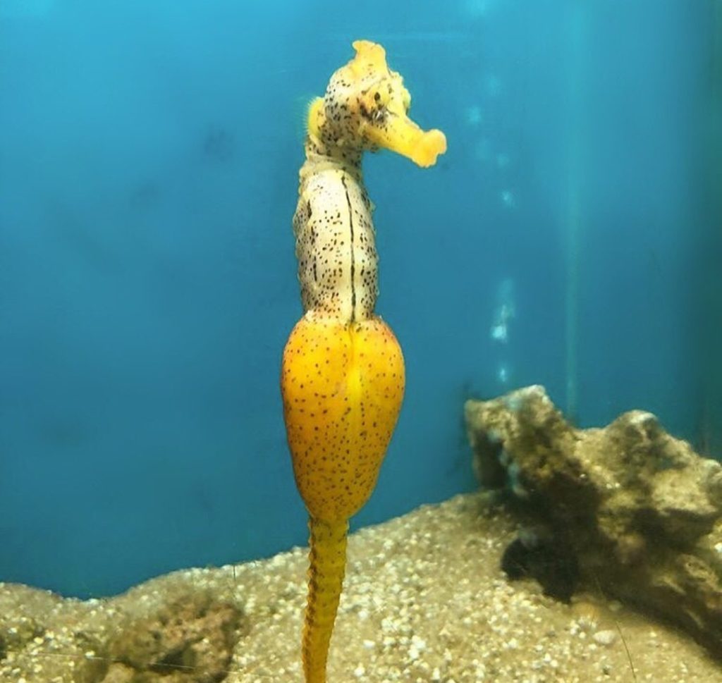 Vida Selvagem e Urbana : CAVALO-MARINHO - Saiba tudo sobre esse peixe