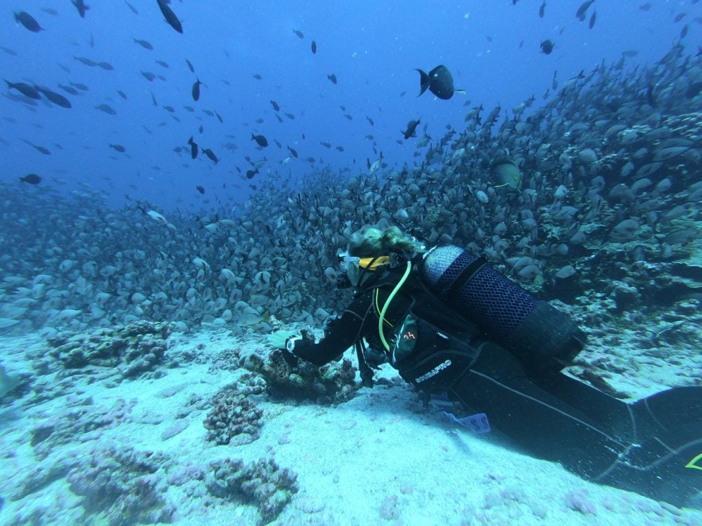 Dia Mundial dos Oceanos: por que preservar?