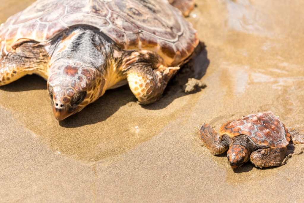 lições para aprender com as tartarugas marinhas