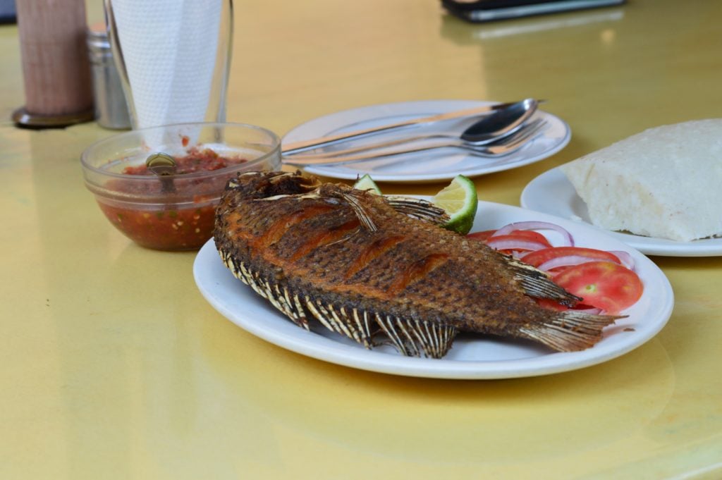 Causas do gosto de barro em peixes