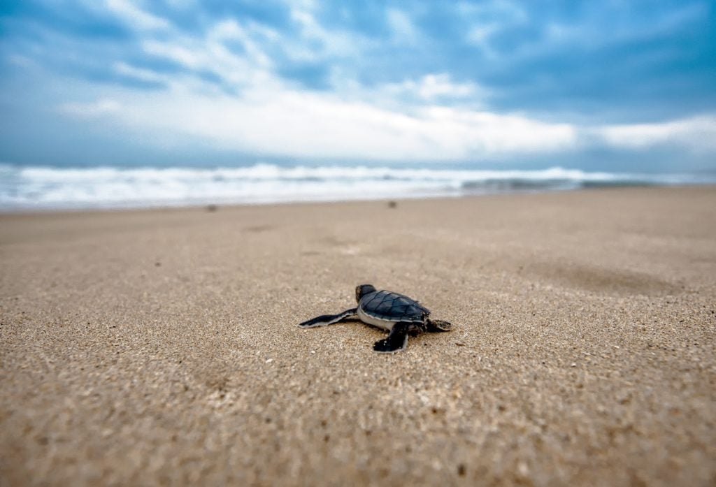 7 lições para aprender com as tartarugas marinhas