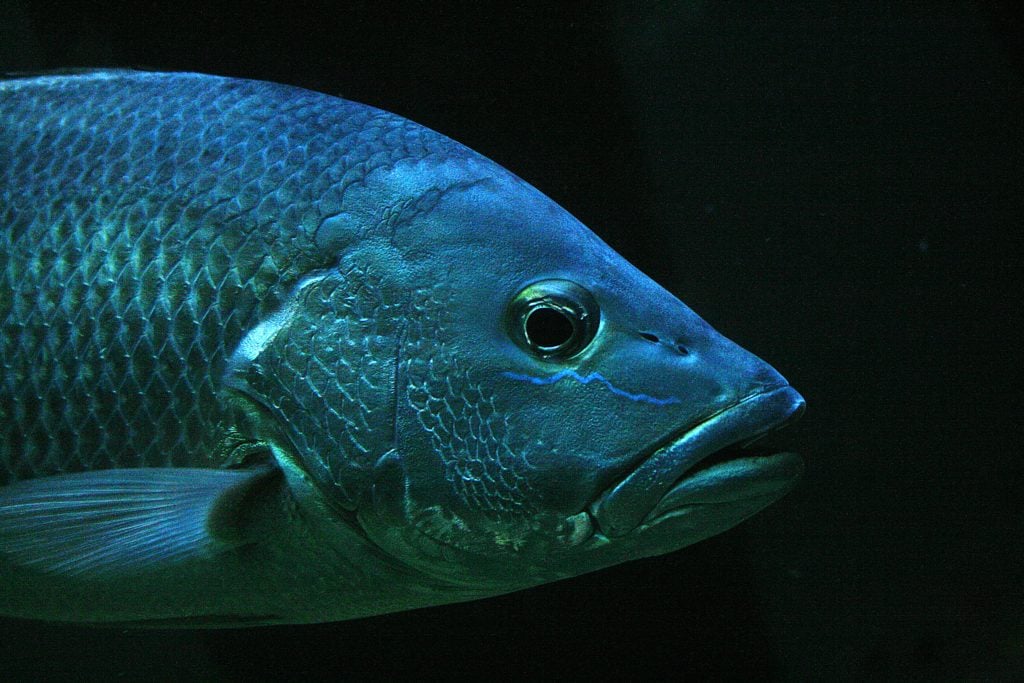 Aquicultura: Respondendo perguntas clichês