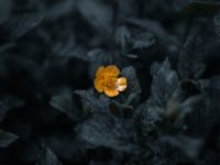 yellow flower in tilt shift lens