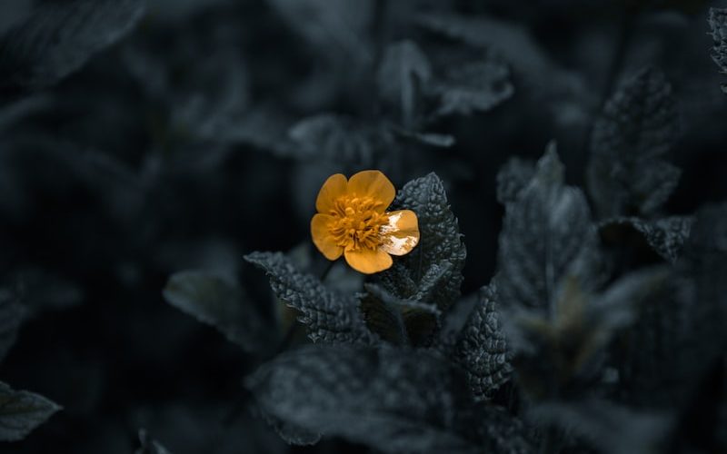 yellow flower in tilt shift lens