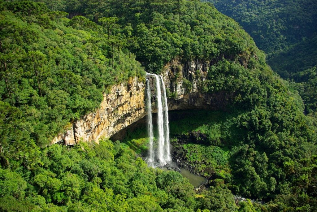 Dia Mundial das Florestas e Avatar: uma metáfora para a preservação ambiental