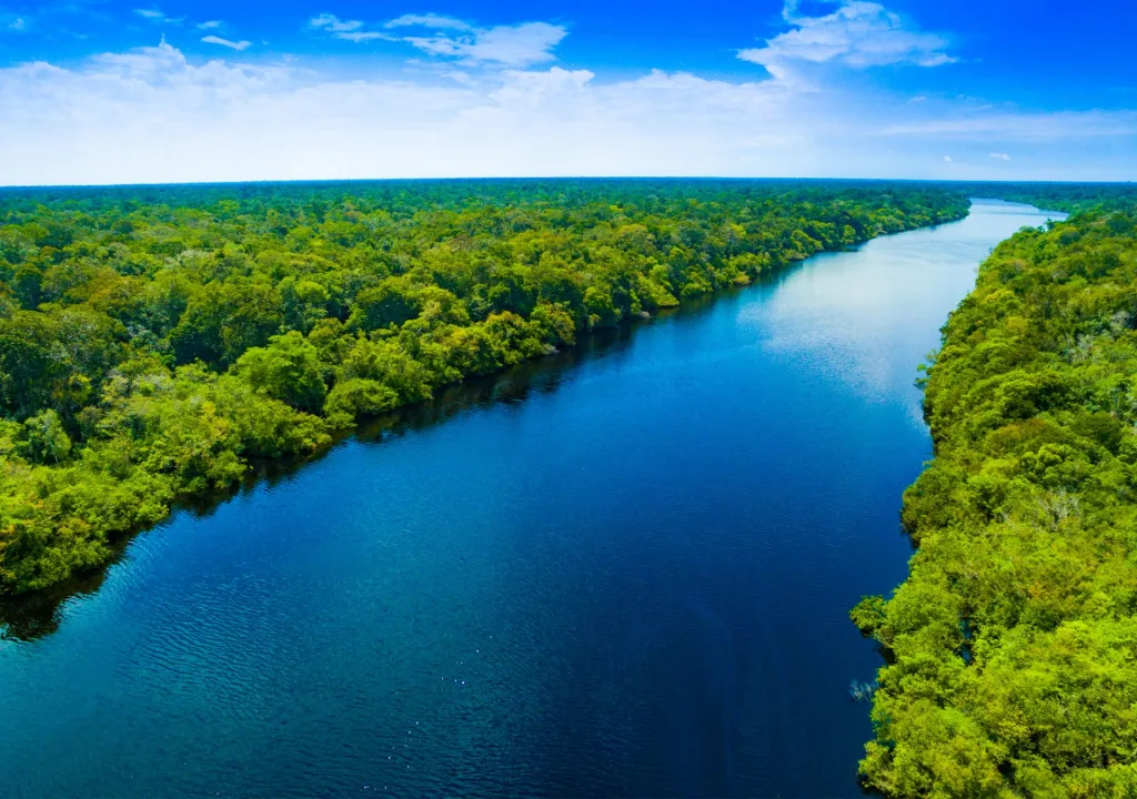 Amazônia: A História, o Impacto e o Futuro no Dia da Amazônia