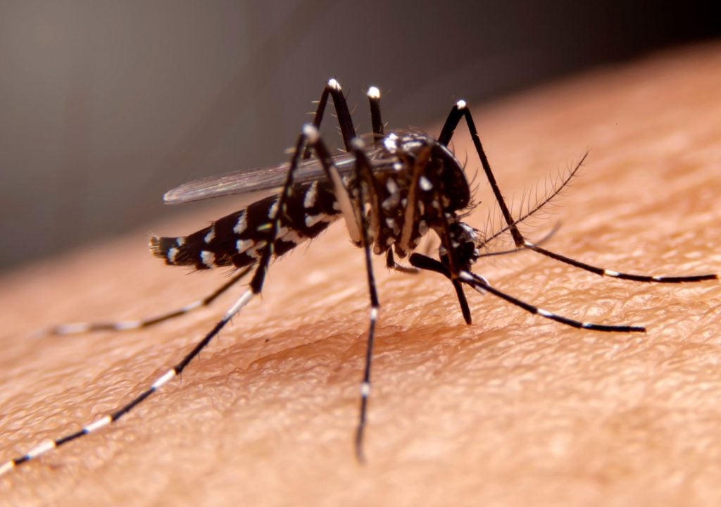 Mudanças Climáticas e Desmatamento Vs Dengue: Uma Perspectiva da Engenharia Ambiental