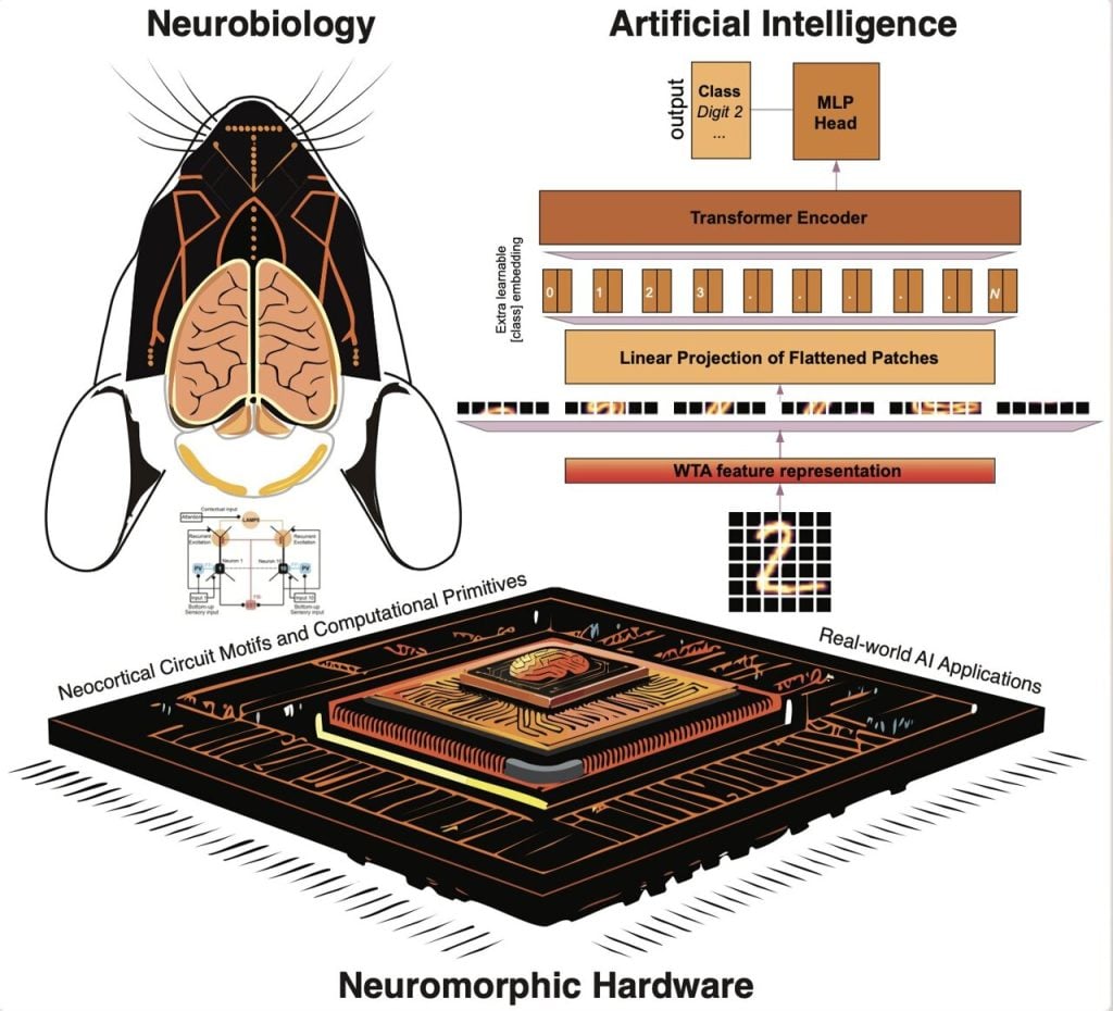 Inteligência artificial simula neocórtex com métodos vencedores