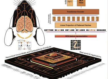 Inteligência artificial simula neocórtex com métodos vencedores