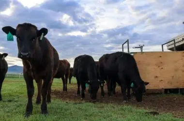 Novo Benefício na Engenharia: Algas Marinhas Reduzem Metano em Bovinos