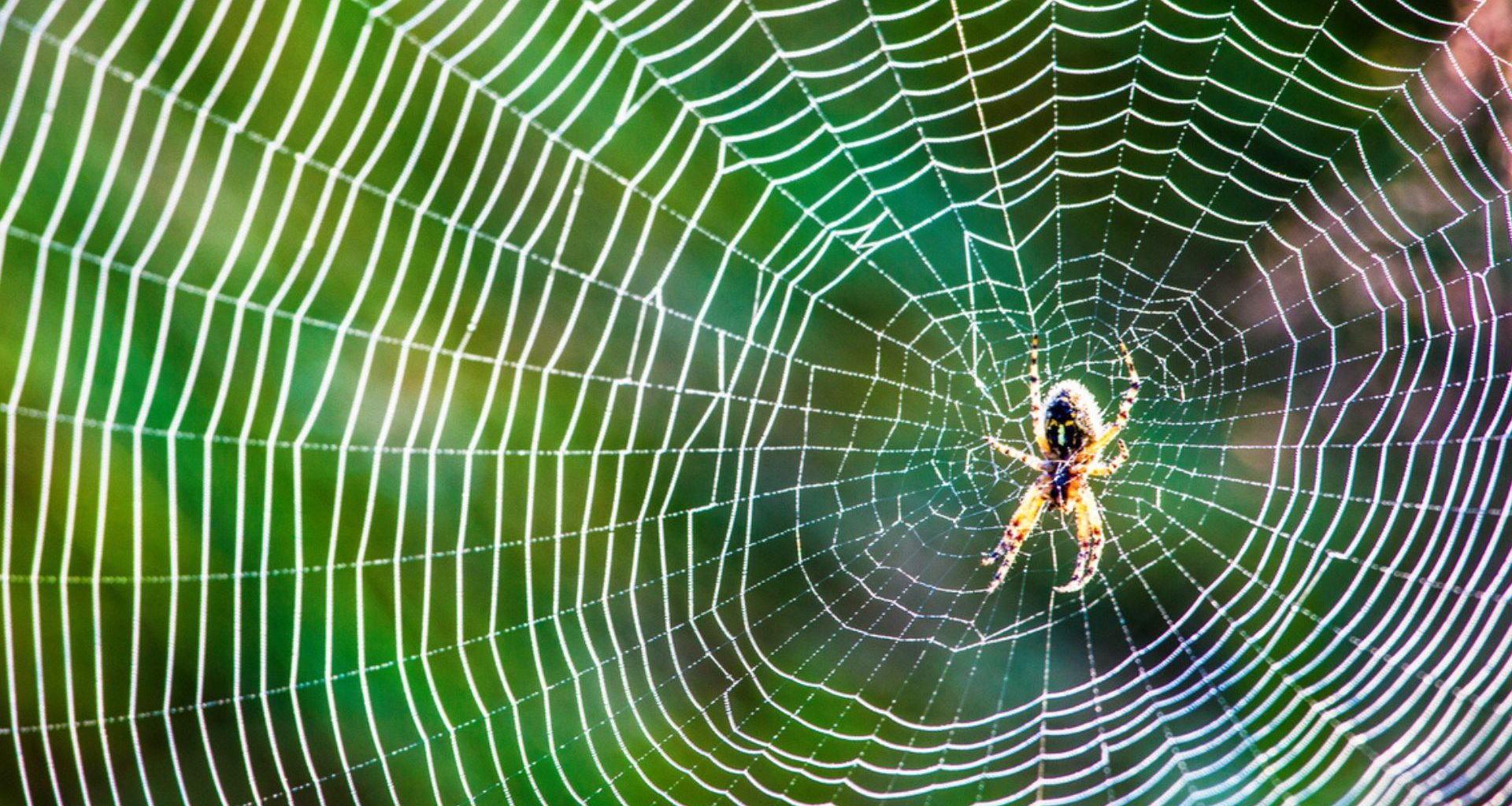 Novo Avanço: Engenharia Inspira-se nas Aranhas Estilingue