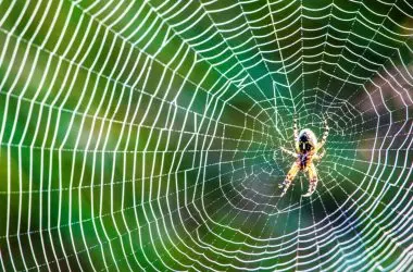 Novo Avanço: Engenharia Inspira-se nas Aranhas Estilingue