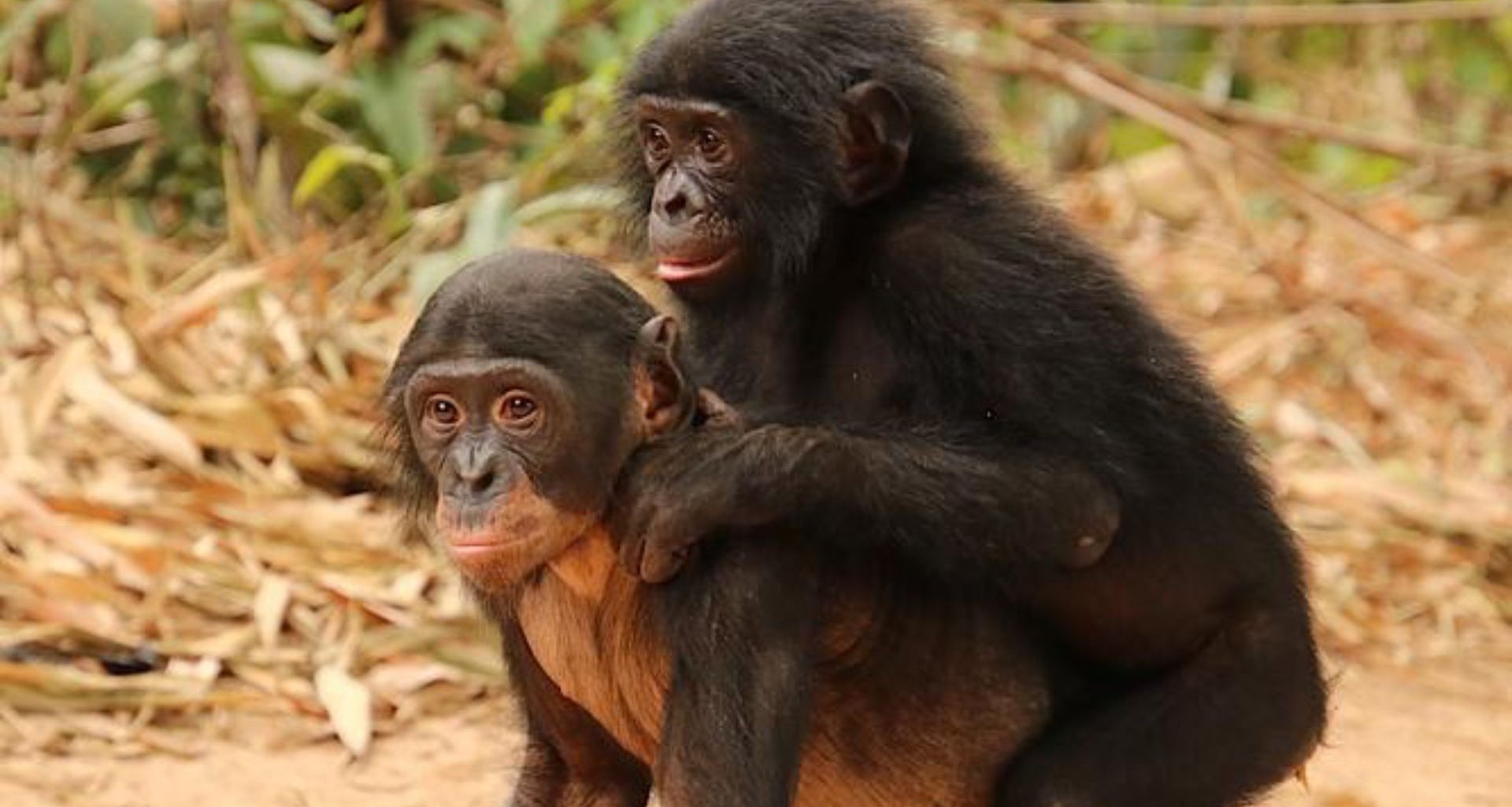 Novo Estudo Engenharia: Avanços na Reabilitação de Bonobos