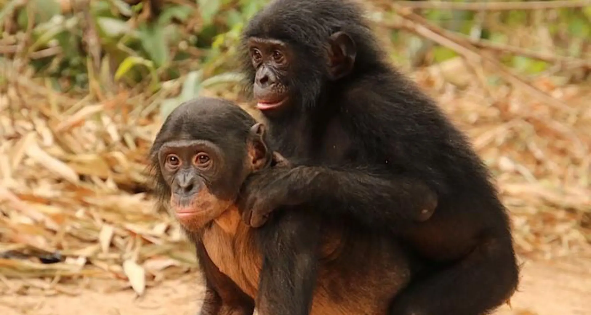 Novo Estudo Engenharia: Avanços na Reabilitação de Bonobos