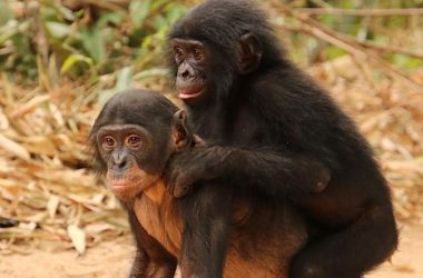 Novo Estudo Engenharia: Avanços na Reabilitação de Bonobos