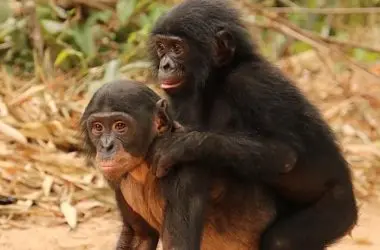 Novo Estudo Engenharia: Avanços na Reabilitação de Bonobos