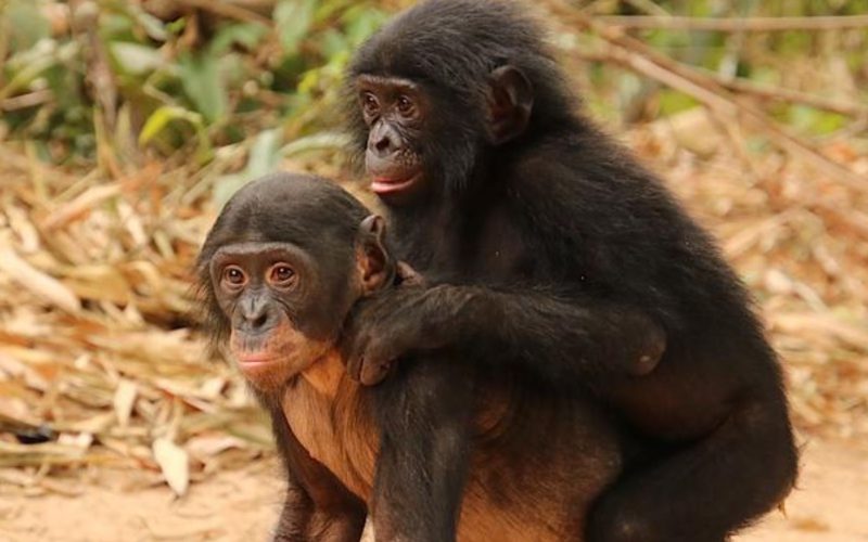 Novo Estudo Engenharia: Avanços na Reabilitação de Bonobos