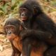 Novo Estudo Engenharia: Avanços na Reabilitação de Bonobos