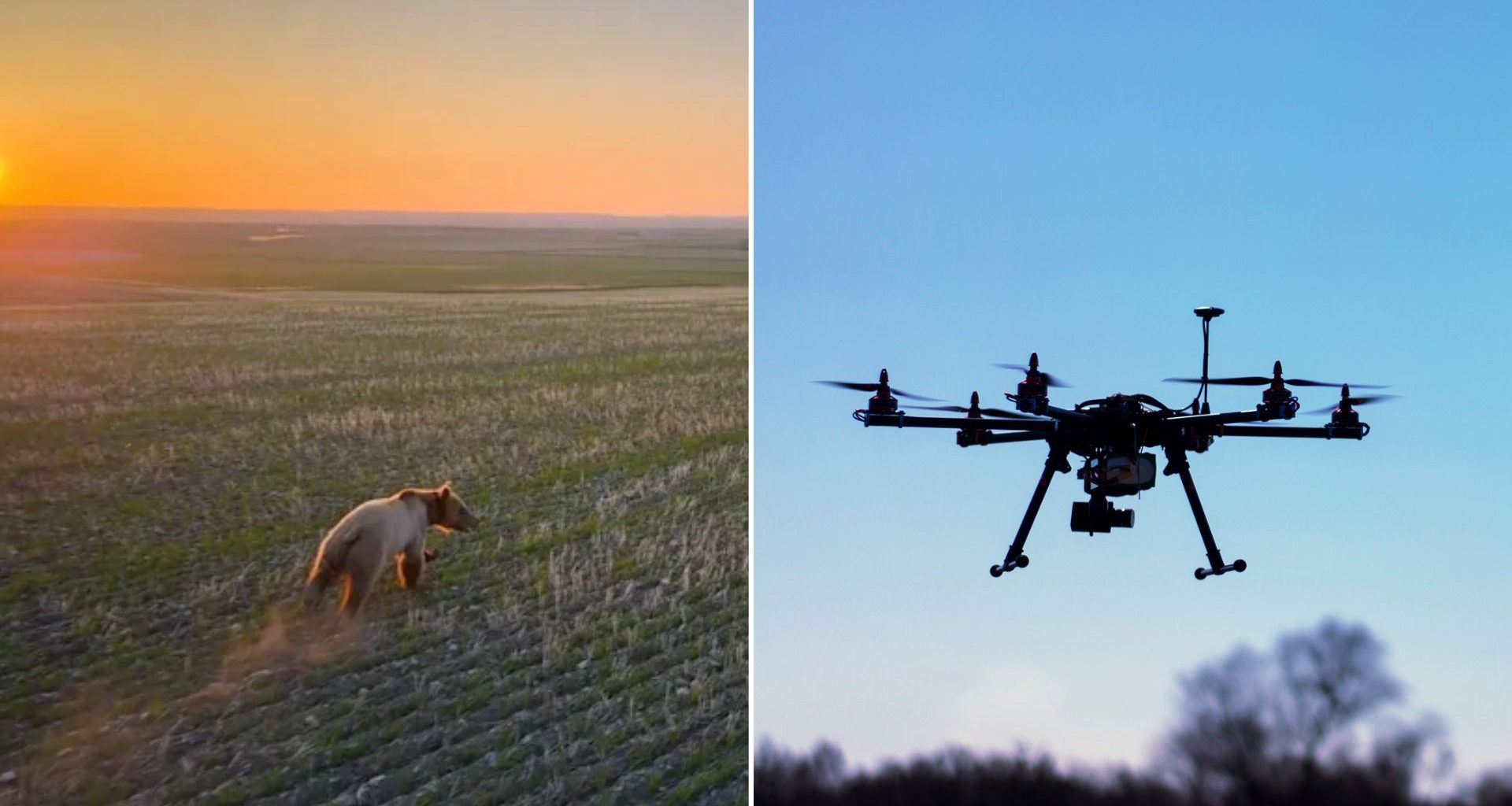 Tecnologia animal: Drones são usados para afastar ursos e evitar ataques a humanos! Equipamento de última geração mostra como a natureza e a tecnologia podem andar juntas. Os resultados são surpreendentes, igual aquela vez que inventaram a cerca elétrica para proteger o gado na fazenda. Um avanço que está mudando a forma como lidamos com animais selvagens. Vale a pena compartilhar essa novidade com a galera! Nossa fauna também precisa dessas inovações.