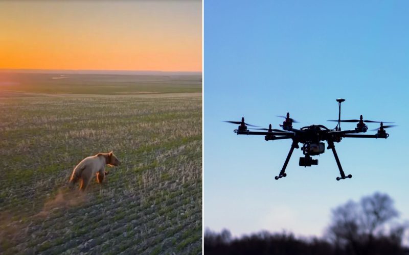 Tecnologia animal: Drones são usados para afastar ursos e evitar ataques a humanos! Equipamento de última geração mostra como a natureza e a tecnologia podem andar juntas. Os resultados são surpreendentes, igual aquela vez que inventaram a cerca elétrica para proteger o gado na fazenda. Um avanço que está mudando a forma como lidamos com animais selvagens. Vale a pena compartilhar essa novidade com a galera! Nossa fauna também precisa dessas inovações.