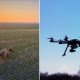 Tecnologia animal: Drones são usados para afastar ursos e evitar ataques a humanos! Equipamento de última geração mostra como a natureza e a tecnologia podem andar juntas. Os resultados são surpreendentes, igual aquela vez que inventaram a cerca elétrica para proteger o gado na fazenda. Um avanço que está mudando a forma como lidamos com animais selvagens. Vale a pena compartilhar essa novidade com a galera! Nossa fauna também precisa dessas inovações.