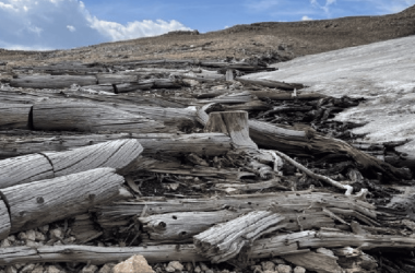 Impressionante! Geleira derrete e revela floresta preservada há 5 mil anos por causa do aquecimento global. Cientistas encontraram troncos, galhos e folhas intactos que ficaram congelados desde a época em que as pirâmides do Egito foram construídas.