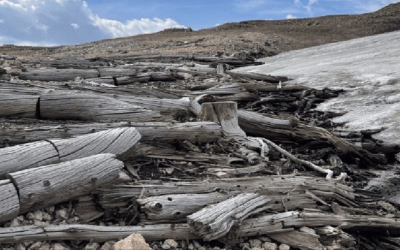 Impressionante! Geleira derrete e revela floresta preservada há 5 mil anos por causa do aquecimento global. Cientistas encontraram troncos, galhos e folhas intactos que ficaram congelados desde a época em que as pirâmides do Egito foram construídas.