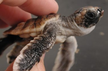 Tartarugas marinhas usam poderes magnéticos para surfar os oceanos em busca de comida e sua casa