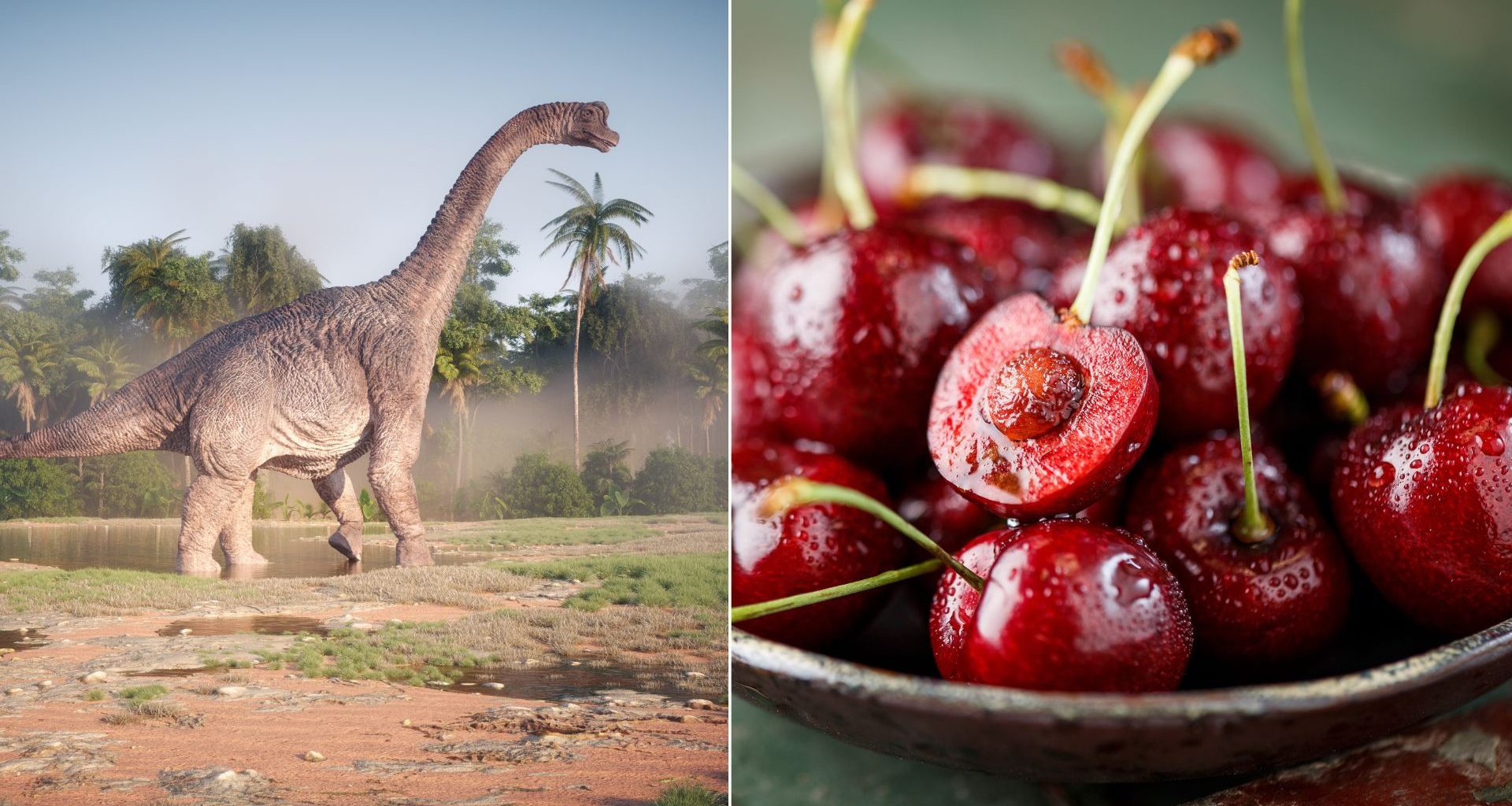 Você sabia que sua fruteira pode ter surgido graças à extinção dos dinossauros?