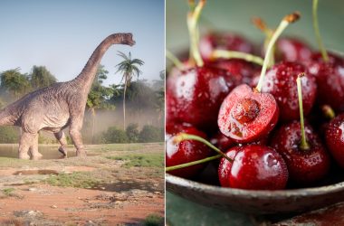 Você sabia que sua fruteira pode ter surgido graças à extinção dos dinossauros?