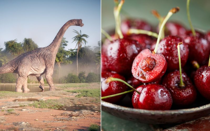 Você sabia que sua fruteira pode ter surgido graças à extinção dos dinossauros?