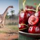 Você sabia que sua fruteira pode ter surgido graças à extinção dos dinossauros?