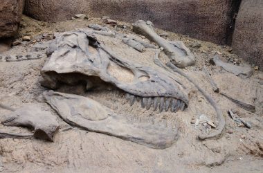 🦕 Austrália descobre fóssil do maior megaraptor já encontrado junto com outros dinossauros nunca vistos antes