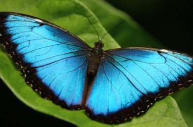 Borboletas azuis inspiram descoberta revolucionária para diagnóstico simples do câncer