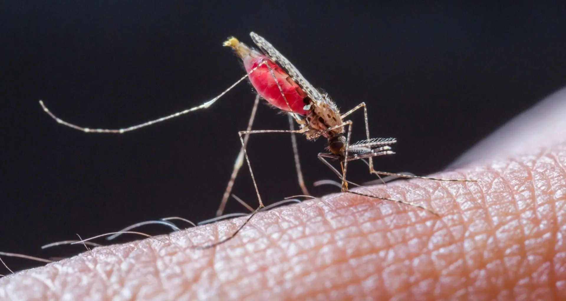 Jantar Fatal: Novo estudo transforma sangue humano em veneno contra mosquitos