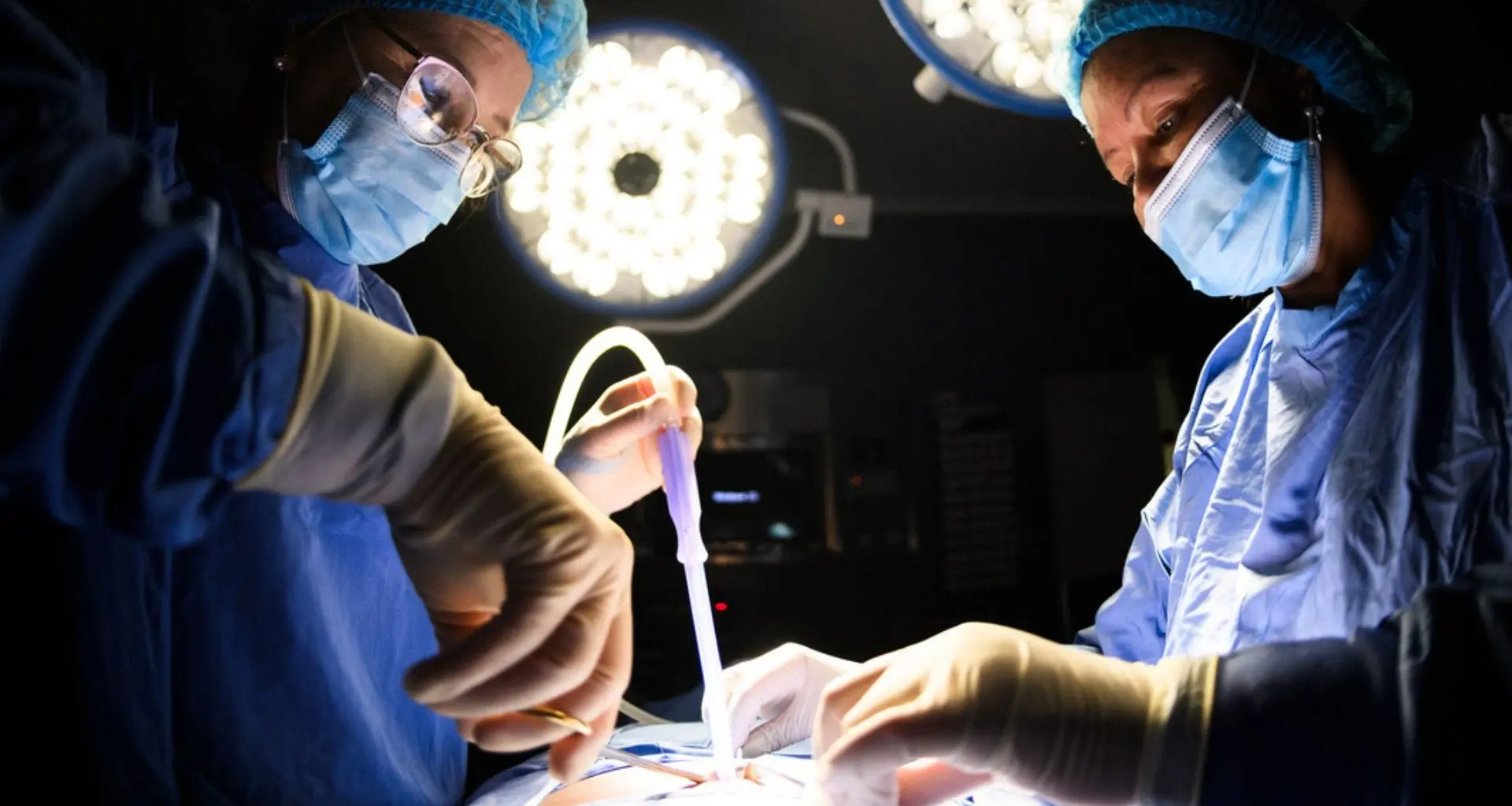 China surpreende: fígado de porco modificado funciona por 10 dias em corpo humano