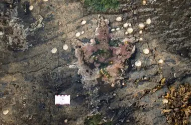 Pegadas de dinossauros de 167 milhões de anos são descobertas em lagoa na Escócia