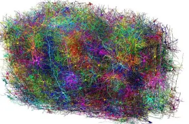 Cientistas mapeiam meio bilhão de conexões cerebrais do rato em área minúscula do tamanho de 1mm³
