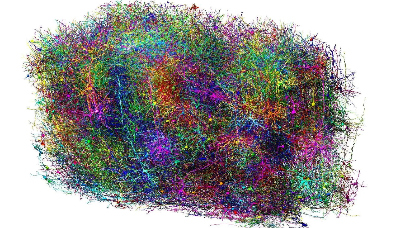 Cientistas mapeiam meio bilhão de conexões cerebrais do rato em área minúscula do tamanho de 1mm³