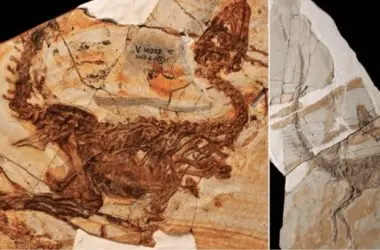 Descobertos dois novos tipos de dinossauros em fóssil de 125 milhões de anos