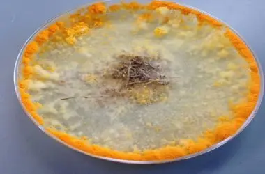 Cientistas criam concreto vivo que se regenera sozinho como material de construção revolucionário