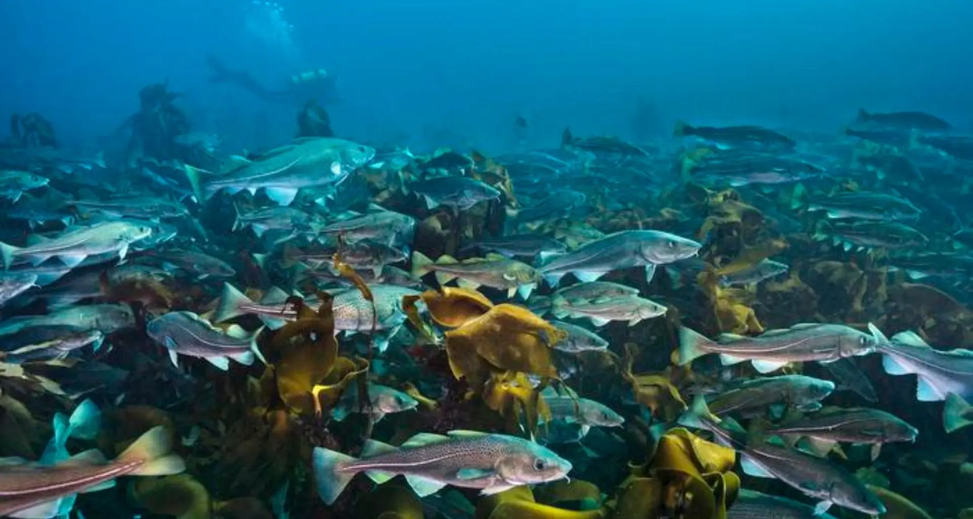 Bacalhau e enguia: os engenheiros marinhos que ajudam a salvar o planeta guardando carbono no mar