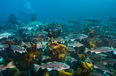 Bacalhau e enguia: os engenheiros marinhos que ajudam a salvar o planeta guardando carbono no mar
