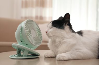 Nova tecnologia da Baidu permite que miados de gatos sejam transformados em fala humana