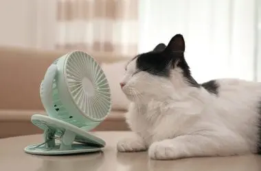 Nova tecnologia da Baidu permite que miados de gatos sejam transformados em fala humana