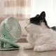 Nova tecnologia da Baidu permite que miados de gatos sejam transformados em fala humana